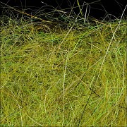 WAPSI Даббинг SLF Dave Whitlock Dubbing DAMSEL NYMPH OLIVE