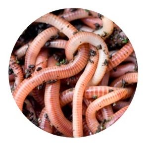 Червь Дендробена Dunaev №3, 25гр. 