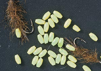 FIREFLY Caddis Hot Beads (2mm x 3mm)