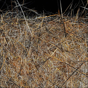 WAPSI Даббинг SLF Dave Whitlock Dubbing SOWBUG TAN #04