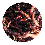 Червь Дендробена Клевый продукт в пенопласте 20 гр