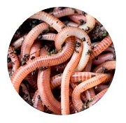 Червь Дендробена Dunaev №3, 25гр. 