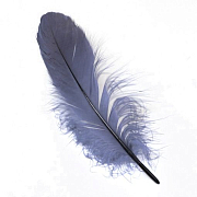 VENIARD Гусиные перья Goose shoulder Stiff Dyed Grey