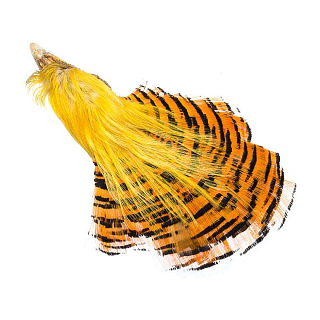 FLY-FISHER Целый скальп золотого фазана GOLDEN PHEASANT HEAD I Grade Natural