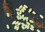 FIREFLY Caddis Hot Beads (2mm x 3mm)