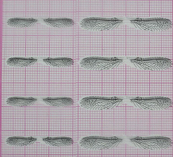 FLY-FISHER Заготовки для крылышек веснянки