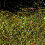 WAPSI Даббинг SLF Kaufmann BROWN OLIVE DRAGON