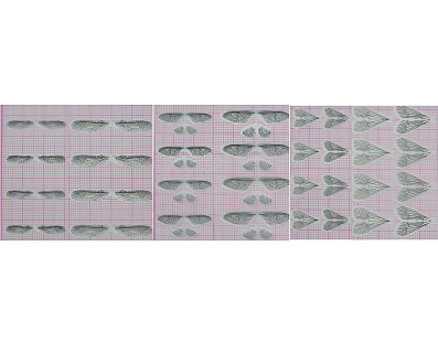 FLY-FISHER Заготовки для крылышек ручейника, поденки и веснянки