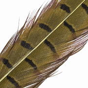 HENDS Центральное хвостовое перо фазана Pheasant Tail 1 шт. Olive Lt