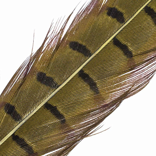 HENDS Центральное хвостовое перо фазана Pheasant Tail 1 шт. Olive Lt