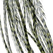 Перья Whiting, цвет гризли оливковый, 2 шт.