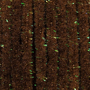 WAPSI Синель Wooly Bugger Chenille MEDIUM RUSTY BROWN