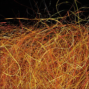 WAPSI Даббинг SLF Kaufmann GOLDEN STONE