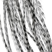 Перья Whiting, цвет гризли серый, 2 шт.