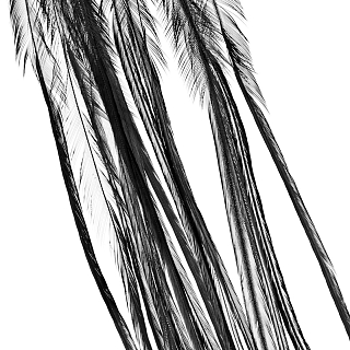 Перья Whiting, цвет черный, 2 шт.