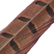 HENDS Центральное хвостовое перо фазана Pheasant Tail 1 шт. Natural